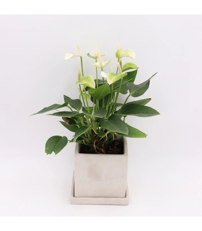 Molde silicona maceta cuadrado con base