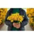 FLOR GIRASOL 22 CABEZA