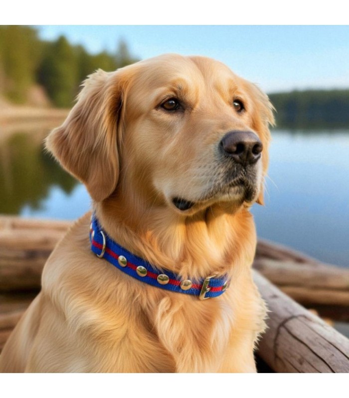 Collar para perro 40cm