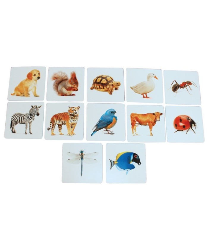 TARJETA DE APRENDIZAJE ANIMAL 24PCS