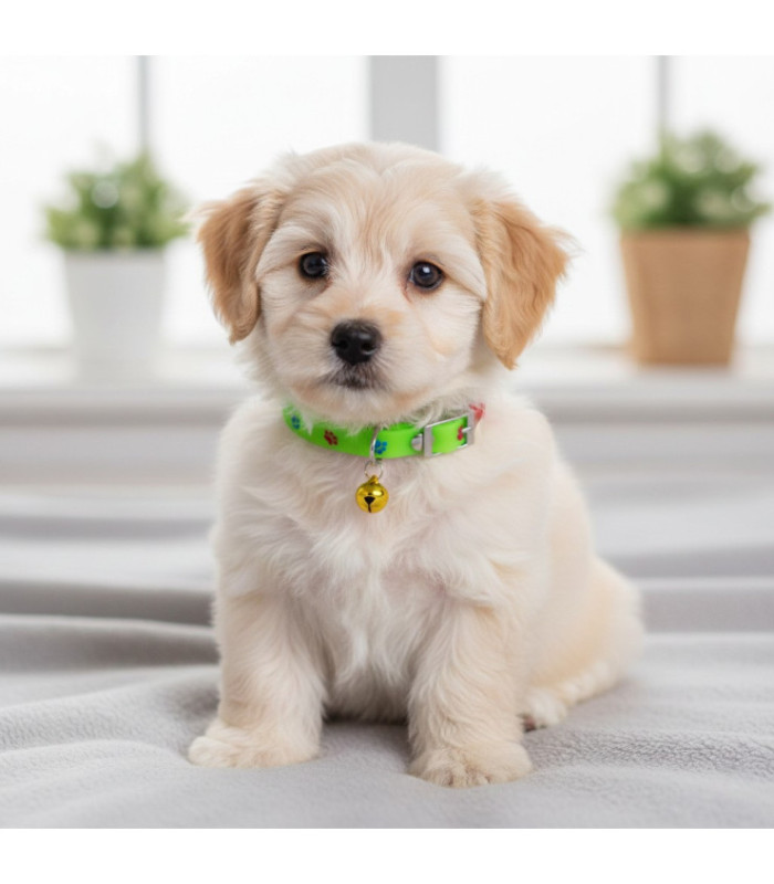COLLAR P/PERRO CAMPANA 1PC
