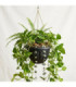 PLANTERA COLGANTE 22x13.5CM