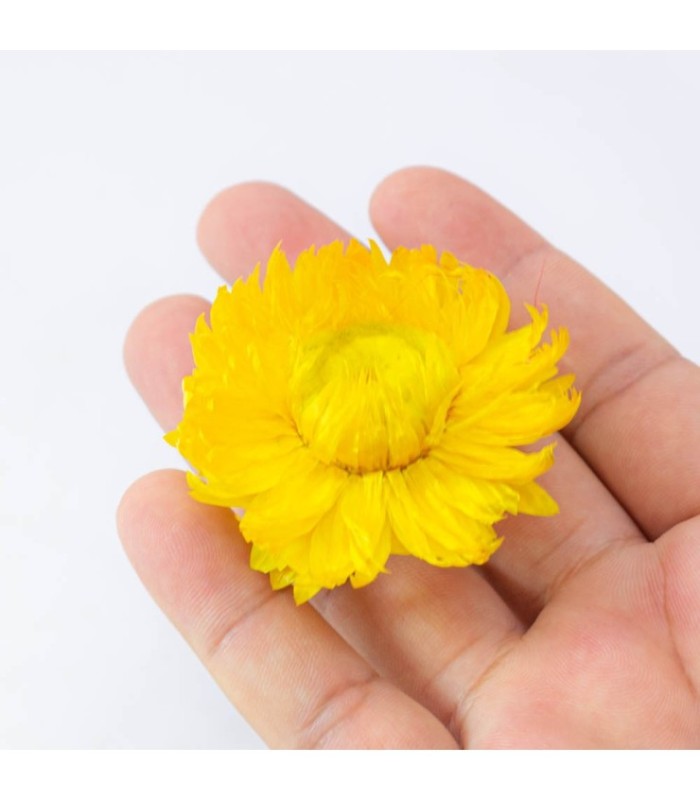 Flor seca de bricolage surtido