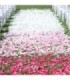 petalos artificiales en paquete